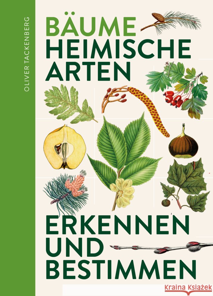 Bäume Tackenberg, Dr. Oliver 9783968490847 Favoritenpresse