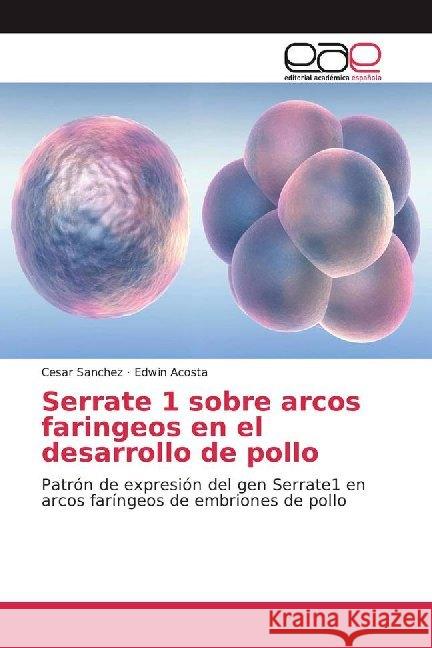 Serrate 1 sobre arcos faringeos en el desarrollo de pollo : Patrón de expresión del gen Serrate1 en arcos faríngeos de embriones de pollo Sanchez, Cesar; Acosta, Edwin 9786200020277 Editorial Académica Española