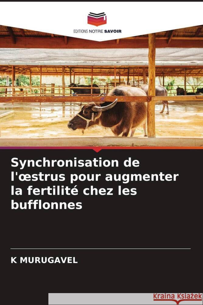 Synchronisation de l'oestrus pour augmenter la fertilité chez les bufflonnes MURUGAVEL, K 9786203495126