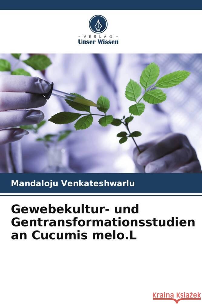 Gewebekultur- und Gentransformationsstudien an Cucumis melo.L Venkateshwarlu, Mandaloju 9786204924809