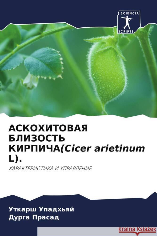 ASKOHITOVAYa BLIZOST' KIRPIChA(Cicer arietinum L). Upadh'qj, Utkarsh, Prasad, Durga 9786206441946