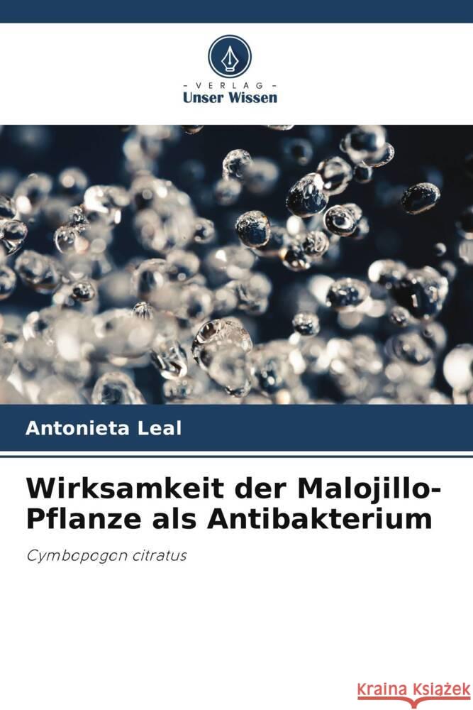 Wirksamkeit der Malojillo-Pflanze als Antibakterium Leal, Antonieta 9786206455233