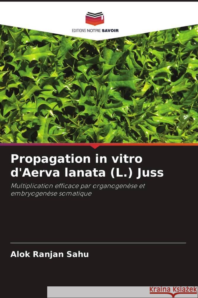 Propagation in vitro d'Aerva lanata (L.) Juss Alok Ranjan Sahu 9786207046898