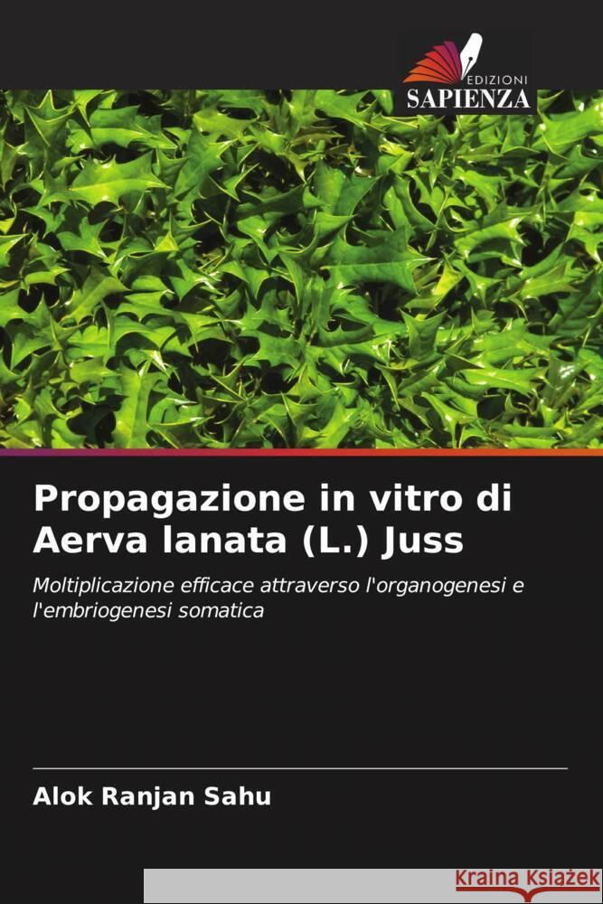 Propagazione in vitro di Aerva lanata (L.) Juss Alok Ranjan Sahu 9786207046928