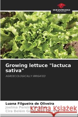 Growing lettuce 