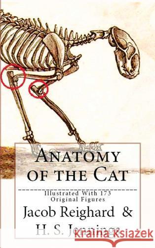 Anatomy of the Cat Reighard, Jacob 9786256629646
