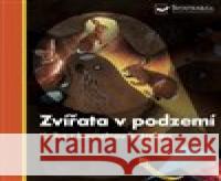 Zvířata v podzemí Kniha s kouzelnou baterkou Daniel Moignot 9788025636893