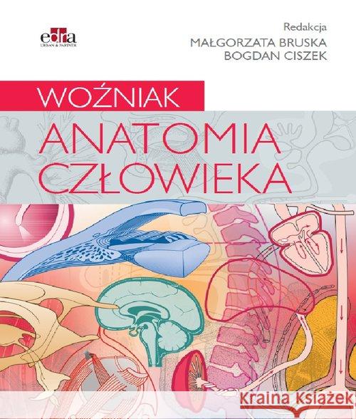 Anatomia człowieka. Woźniak  9788366310124 Edra Urban & Partner