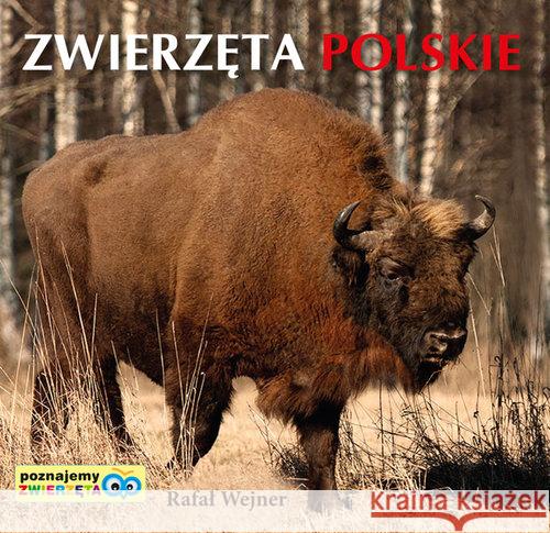 Poznajemy zwierzęta. Zwierzęta polskie LIWONA Wejner Rafał 9788375704211 Liwona