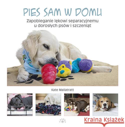 Pies sam w domu. Zapobieganie lękowi... Mallatratt Kate 9788377312834 Vesper