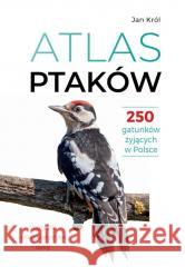 Atlas ptaków Jan Król 9788383484754