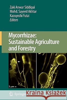 Mycorrhizae: Sustainable Agriculture and Forestry Zaki Anwar Siddiqui Mohammad Sayeed Akhtar Kazuyoshi Futai 9789048179800 Springer