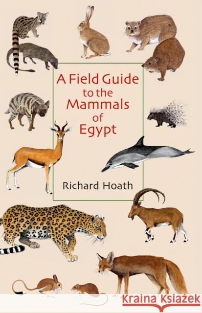 A Field Guide to the Mammals of Egypt Richard Hoath 9789774162541 American University in Cairo Press