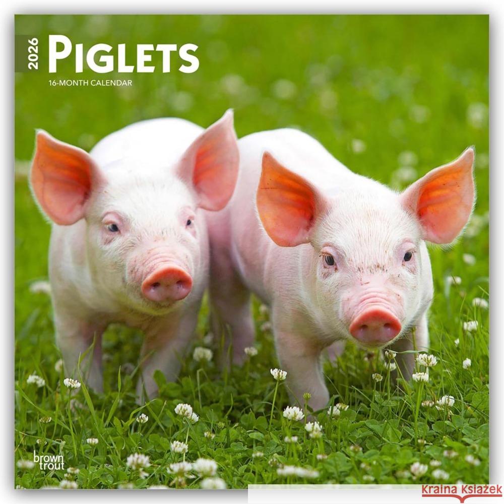 Piglets - Ferkel 2026 - 16-Monatskalender BrownTrout Publishers Inc 9798330705139 Flechsig