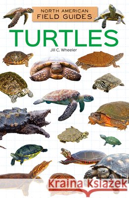 Turtles Wheeler, Jill C. 9798384970224 Field Guides