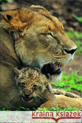 Lion Drawing Book Kumar, Uday 9798420021323 Independently published