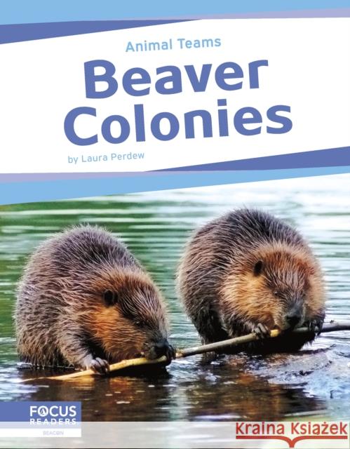 Animal Teams: Beaver Colonies Laura Perdew 9798889981893 Focus Readers