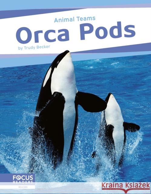 Animal Teams: Orca Pods Trudy Becker 9798889981923 Focus Readers