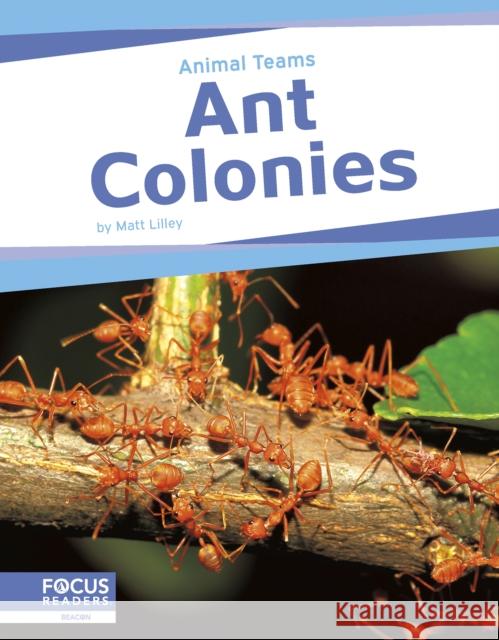 Animal Teams: Ant Colonies Matt Lilley 9798889982449 Focus Readers