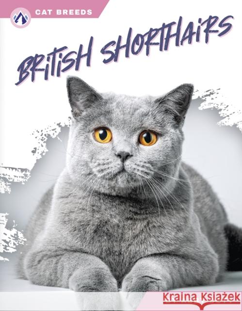 British Shorthairs Abby Doty 9798892503082