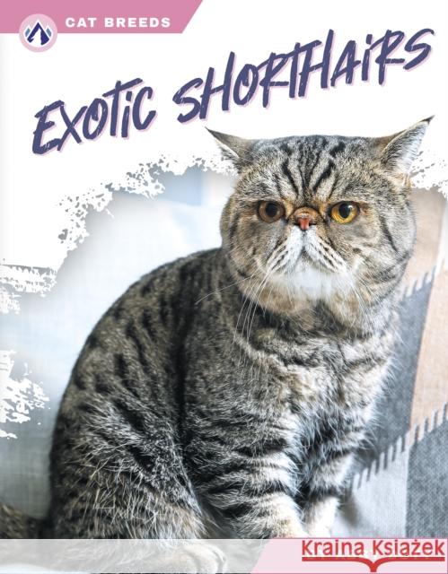 Exotic Shorthairs Abby Doty 9798892503105 Apex