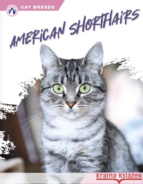 American Shorthairs Abby Doty 9798892503440 North Star Editions