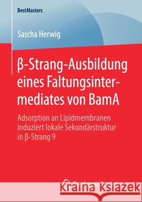 β-Strang-Ausbildung Eines Faltungsintermediates Von Bama: Adsorption an Lipidmembranen Induziert Lokale Sekundärstruktur in β-Strang 9 Herwig, Sascha 9783658290283 Springer Spektrum - książka