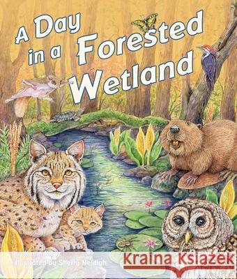 A Day in a Forested Wetland Kevin Kurtz Sherry Neidigh 9781628559132 Arbordale Publishing - książka