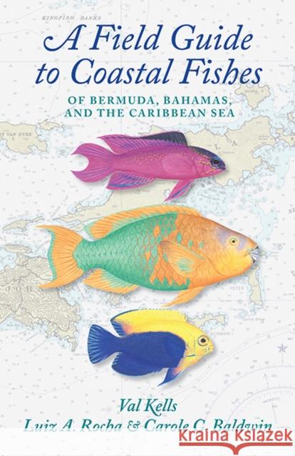 A Field Guide to Coastal Fishes of Bermuda, Bahamas, and the Caribbean Sea Valerie A. Kells Luiz A. Rocha Carole C. Baldwin 9781421444680 Johns Hopkins University Press - książka