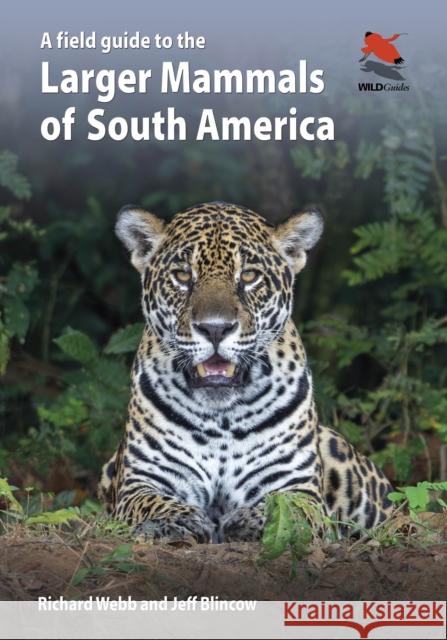 A Field Guide to the Larger Mammals of South America Jeff Blincow 9780691174099 Princeton University Press - książka