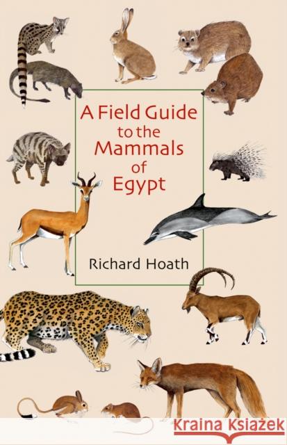 A Field Guide to the Mammals of Egypt Richard Hoath 9789774162541 American University in Cairo Press - książka