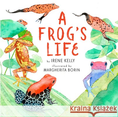 A Frog's Life Irene Kelly Margherita Borin 9780823447404 Holiday House - książka