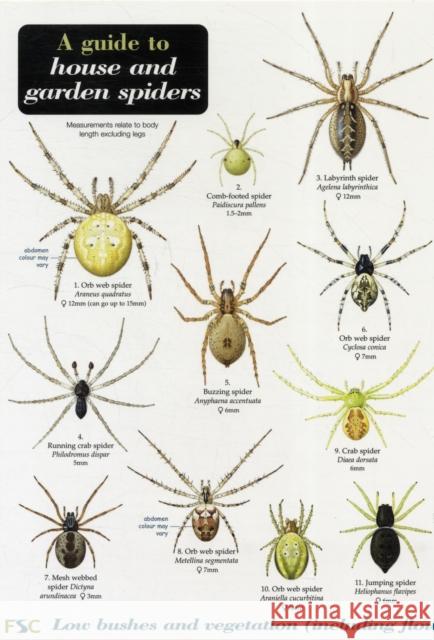 A Guide to House and Garden Spiders Richard Lewington, Richard Lewington 9781851538799 Field Studies Council - książka