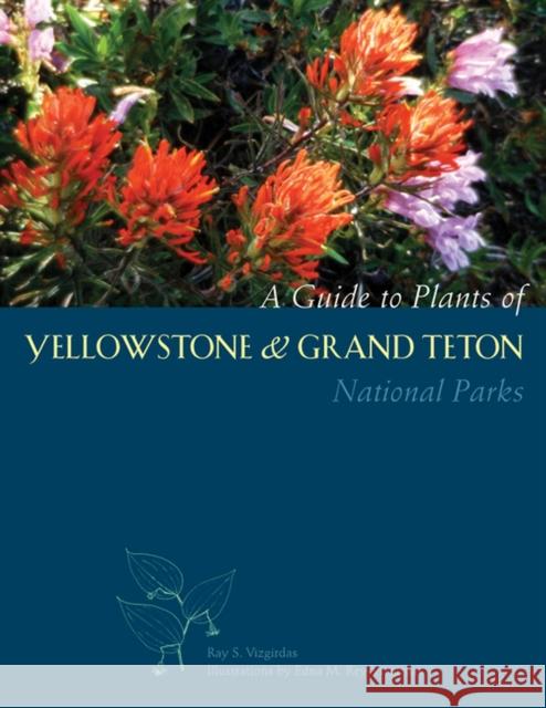 A Guide to Plants of Yellowstone and Grand Teton National Parks: Natural History Notes and Uses Vizgirdas, Ray S. 9780874808759 University of Utah Press - książka