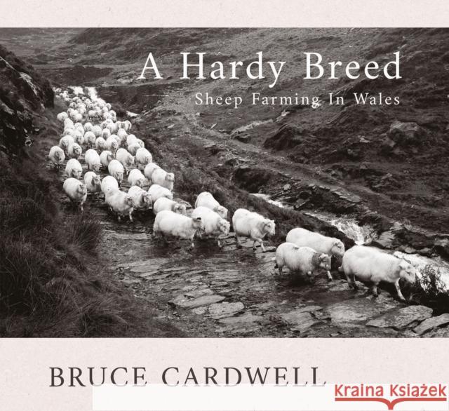 A Hardy Breed Bruce Cardwell 9781781727218 Poetry Wales Press - książka