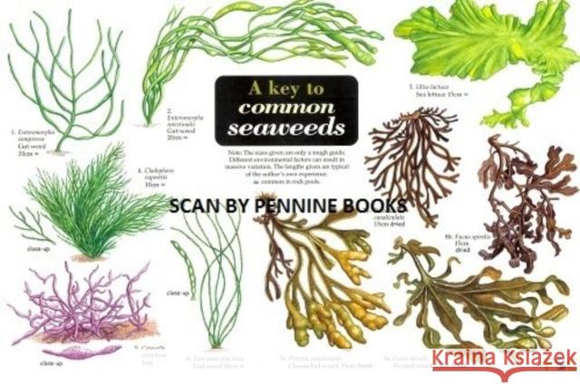 A Key to Common Seaweeds Steve Morrell, Carol Roberts 9781851538683 Field Studies Council - książka