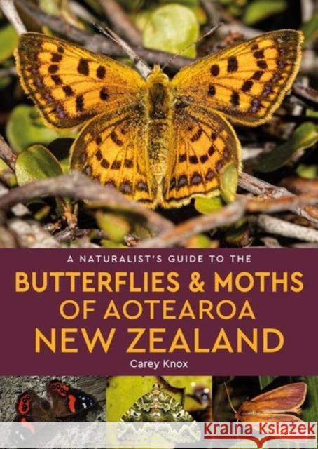 A Naturalist's Guide to the Butterflies & Moths of Aotearoa New Zealand Carey Knox 9781913679668 John Beaufoy Publishing Ltd - książka