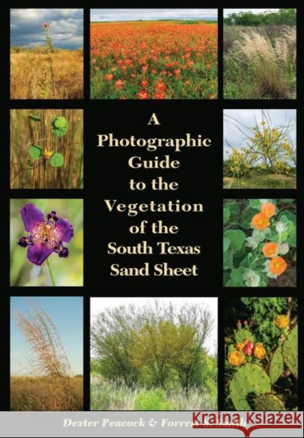 A Photographic Guide to the Vegetation of the South Texas Sand Sheet Dexter Peacock Forrest Smith 9781623497828 Texas A&M University Press - książka