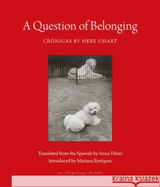 A Question of Belonging: Cronicas Anna Vilner 9781953861801 Archipelago Books - książka