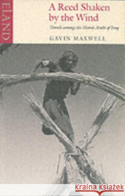 A Reed Shaken by the Wind: Travels Among the Marsh Arabs of Iraq Maxwell, Gavin 9780907871934  - książka