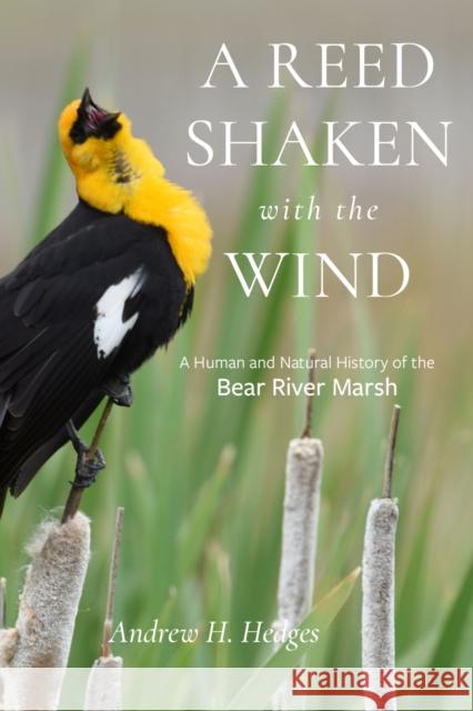 A Reed Shaken with the Wind: A Human and Natural History of the Bear River Marsh Andrew H. Hedges 9781647692407 University of Utah Press - książka
