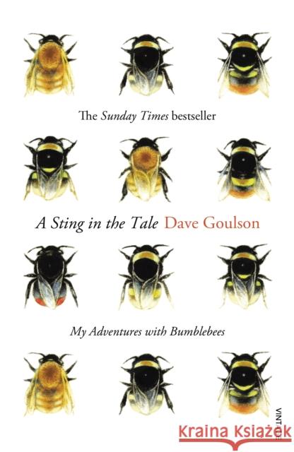 A Sting in the Tale: My Adventures with Bumblebees Dave Goulson 9780099575122 Vintage Publishing - książka