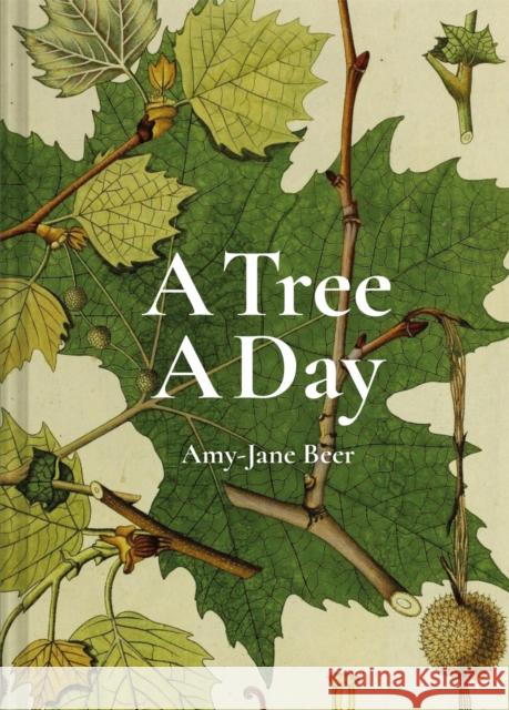 A Tree A Day Amy-Jane Beer 9781849946520 Batsford Ltd - książka