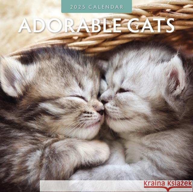 Adorable Cats 2025 Square Wall Calendar Red Robin Publishing 9781804423660 Red Robin Publishing Ltd. - książka