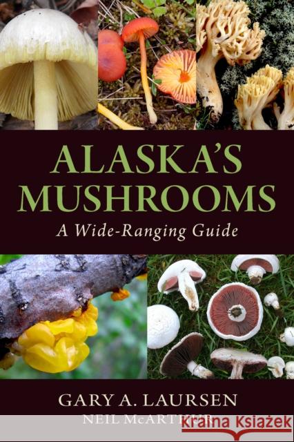 Alaska's Mushrooms: A Wide-Ranging Guide Gary A. Laursen Neil McArthur 9781943328499 Alaska Northwest Books - książka