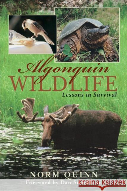 Algonquin Wildlife: Lessons in Survival Norm Quinn 9781896219288 NATURAL HERITAGE BOOKS - książka