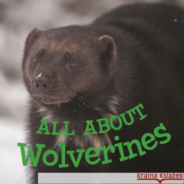 All about Wolverines: English Edition Hoffman, Jordan 9780228705321 Inhabit Education Books Inc. - książka