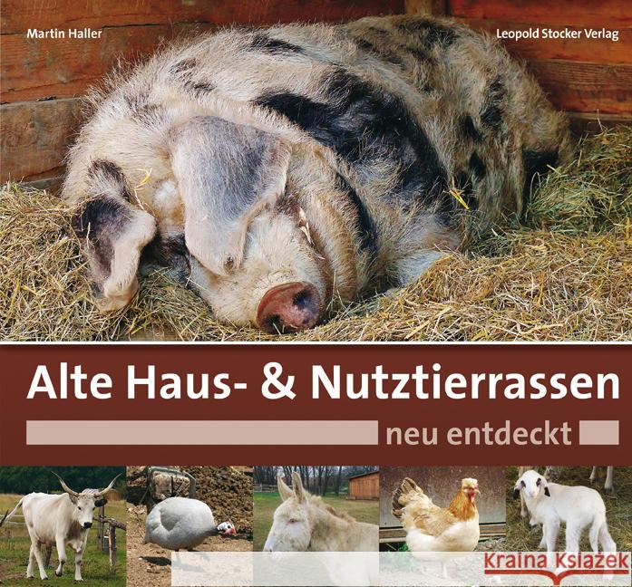 Alte Haus- & Nutztierrassen neu entdeckt Haller, Martin 9783702015121 Stocker - książka