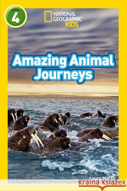 Amazing Animal Journeys: Level 4 National Geographic Kids 9780008266868 HarperCollins Publishers - książka