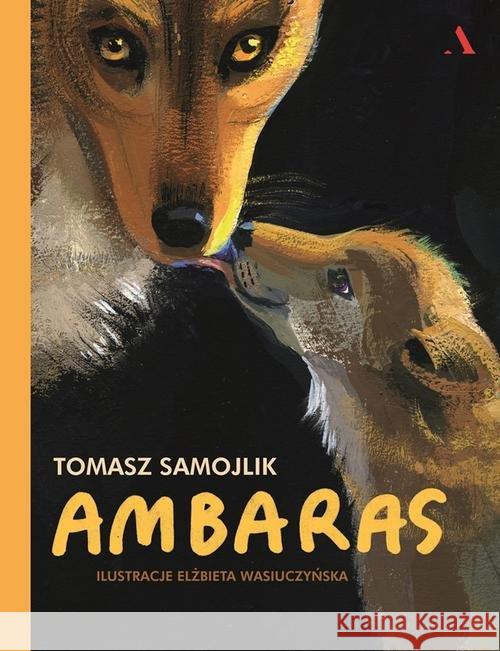 Ambaras Samojlik Tomasz 9788326826382 Agora - książka